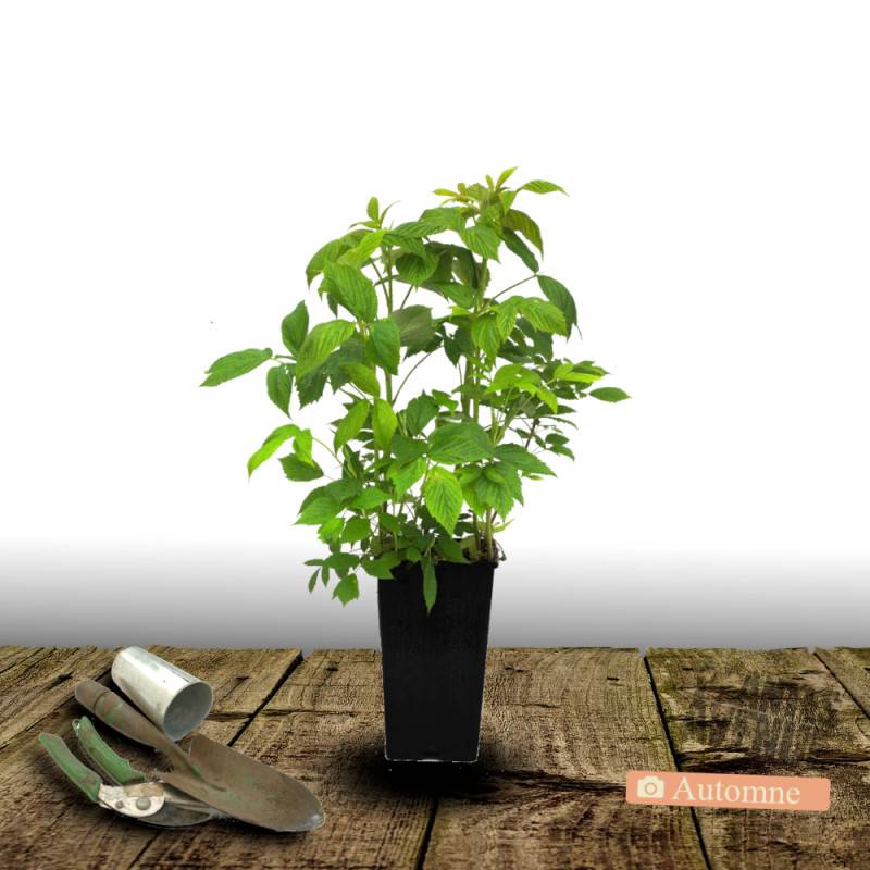 Framboisier Aroma Queen® 'Aromquee' - Moyen rendement - Pot de 2L - 30/60 cm - De 1,00 m à 1,50 m - Image 2