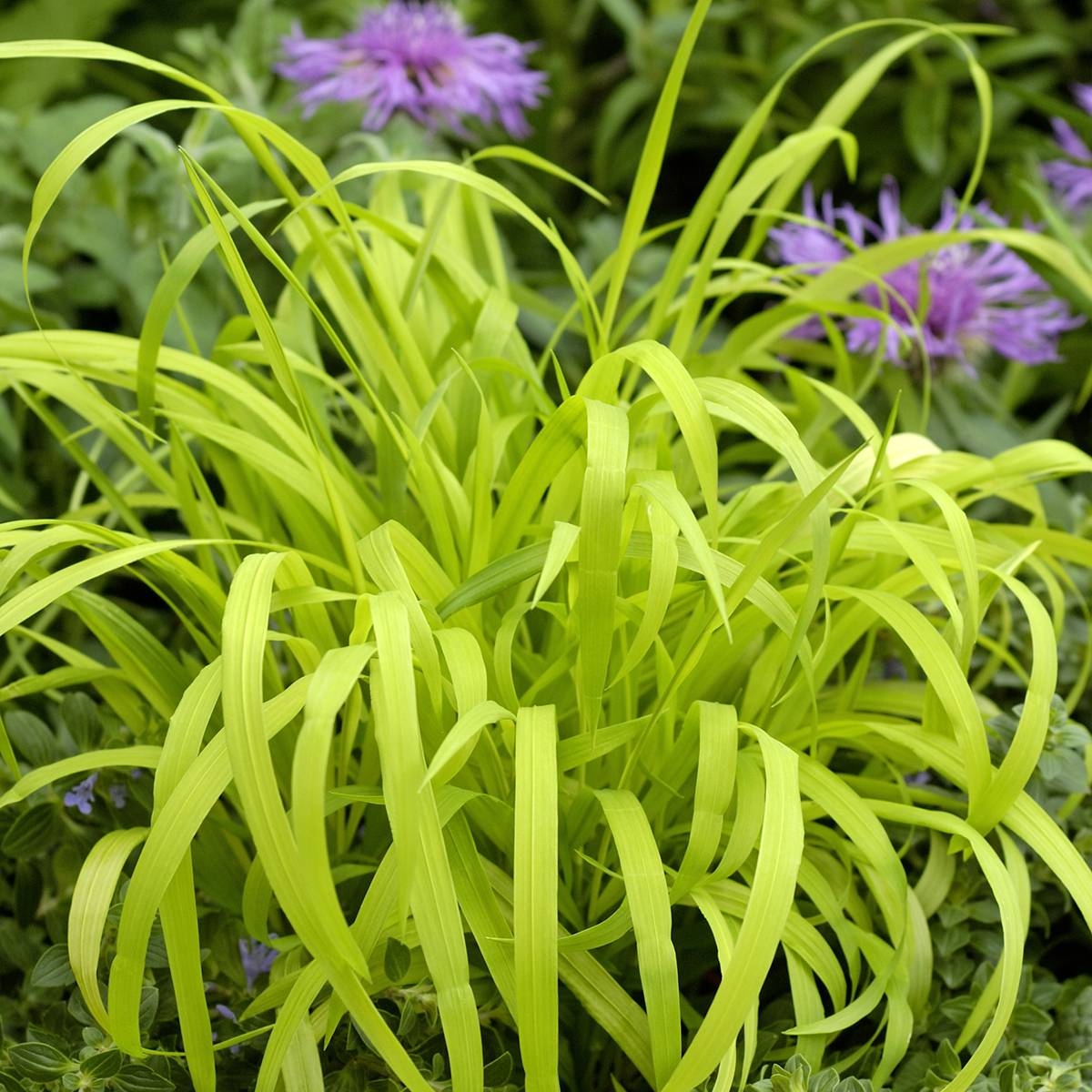 Promesse de Fleurs - Graines de Milium effusum Aureum - Millet doré le sachet de 20 graines environ