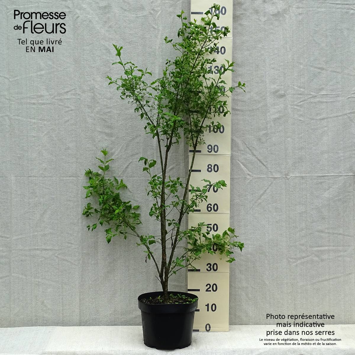 Euonymus europaeus - Fusain d'Europe Pot de 7,5L/10L - Image 2
