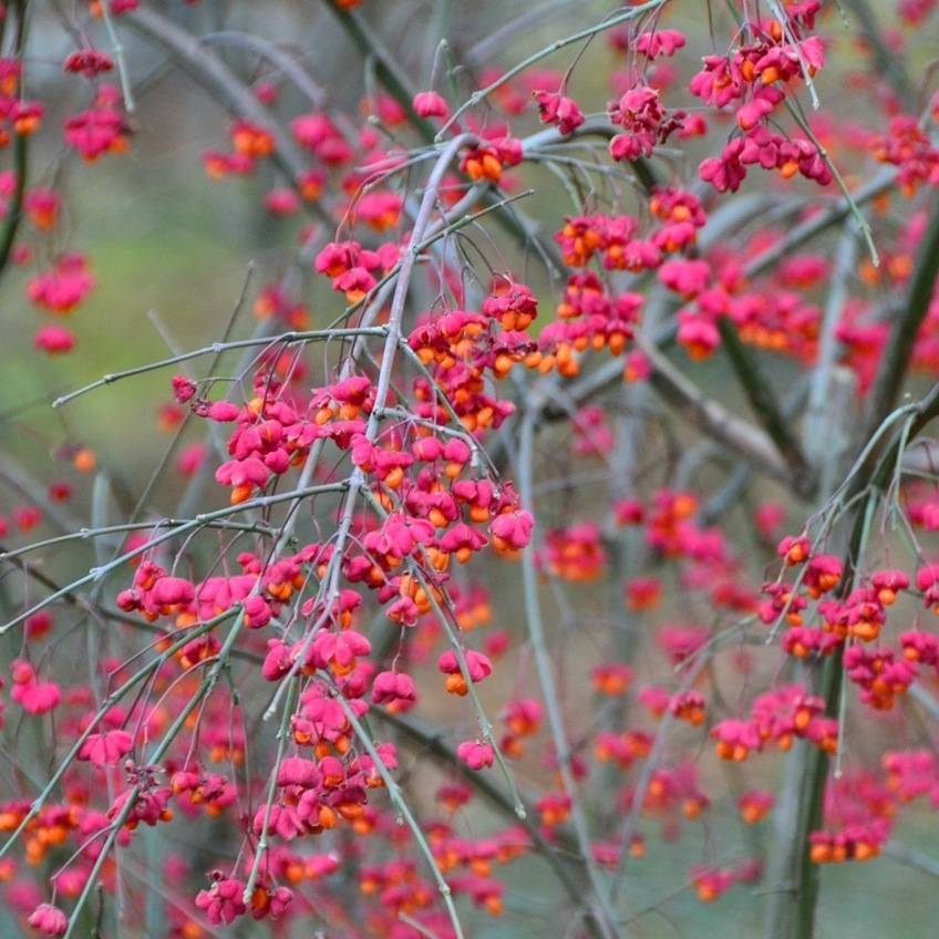 Euonymus europaeus - Fusain d'Europe Pot de 7,5L/10L - Image 1