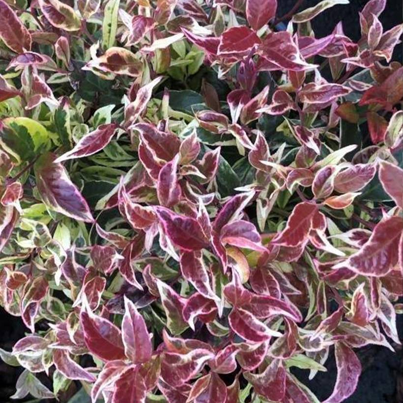 Promesse de Fleurs - Leucothoe walteri Firestar Pot de 2L/3L