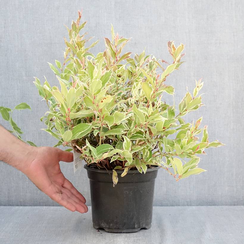 Leucothoe walteri Firestar Pot de 2L/3L - Image 2