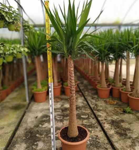 Sans Marque - Yucca Elephantipes (Yucca pied d'éléphant) Couleur floraison:Blanc - Taille:Pot de 160L - ramifié - 180/220cm - Image 3