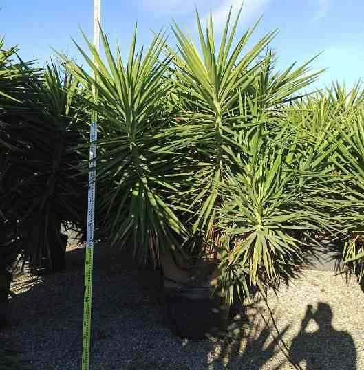 Sans Marque - Yucca Elephantipes (Yucca pied d'éléphant) Couleur floraison:Blanc - Taille:Pot de 160L - ramifié - 180/220cm - Image 5