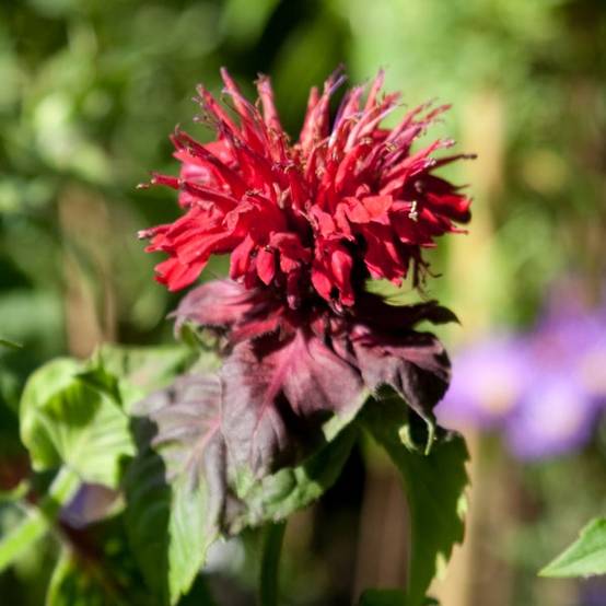Monarde Fireball - Bergamote rouge Godet de 8/9 cm