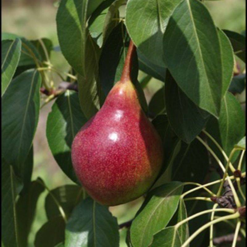 Poirier 'Williams Rouge' (Pyrus communis 'Williams Rouge' ®) - Scion de 80 à 100cm - Pépinières Naudet - Image 1