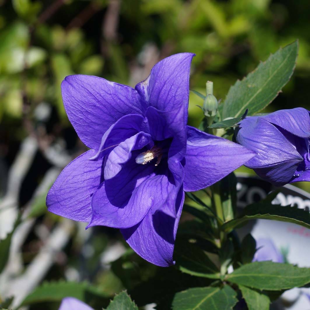 Promesse de Fleurs - Platycodon grandiflorus Astra Blue Pot de 2L/3L