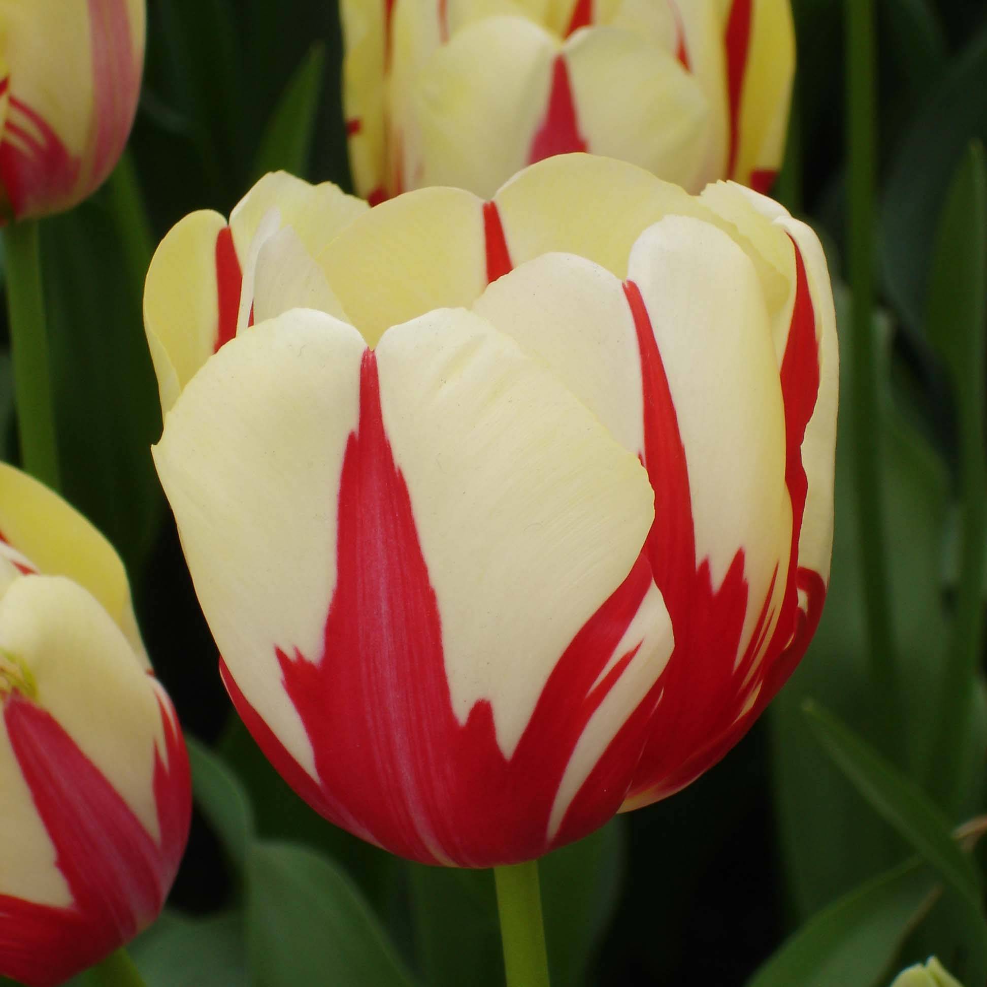 Promesse de Fleurs - Tulipe simple tardive World Expression Bulbe calibre 12+ (par 10)