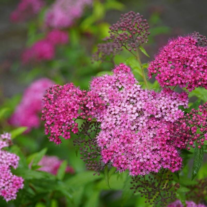 Spirée du Japon Anthony Waterer, Spiraea à fleurs Rose/ - feuillage Caduc - Pot de 3L - 20/40 cm - Image 6