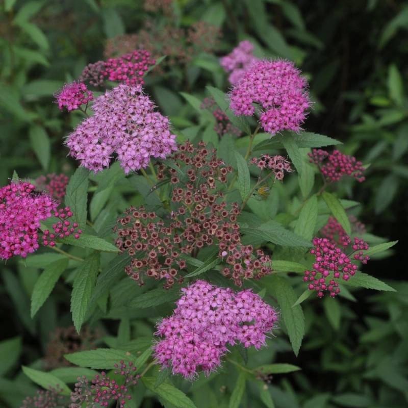Spirée du Japon Anthony Waterer, Spiraea à fleurs Rose - feuillage Caduc - Pot de 3L - 20/40 cm-  hauteur à maturité De 0,50 m à 1,00 m - Image 4