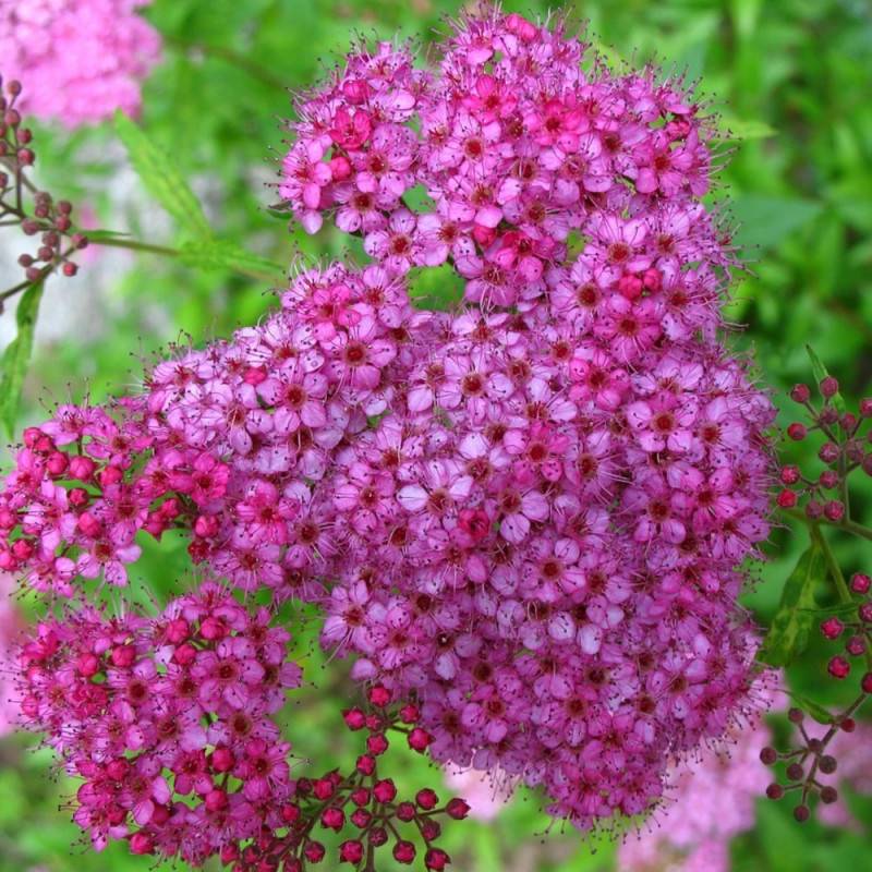 Spirée du Japon Anthony Waterer, Spiraea à fleurs Rose/ - feuillage Caduc - Pot de 3L - 20/40 cm - Image 3