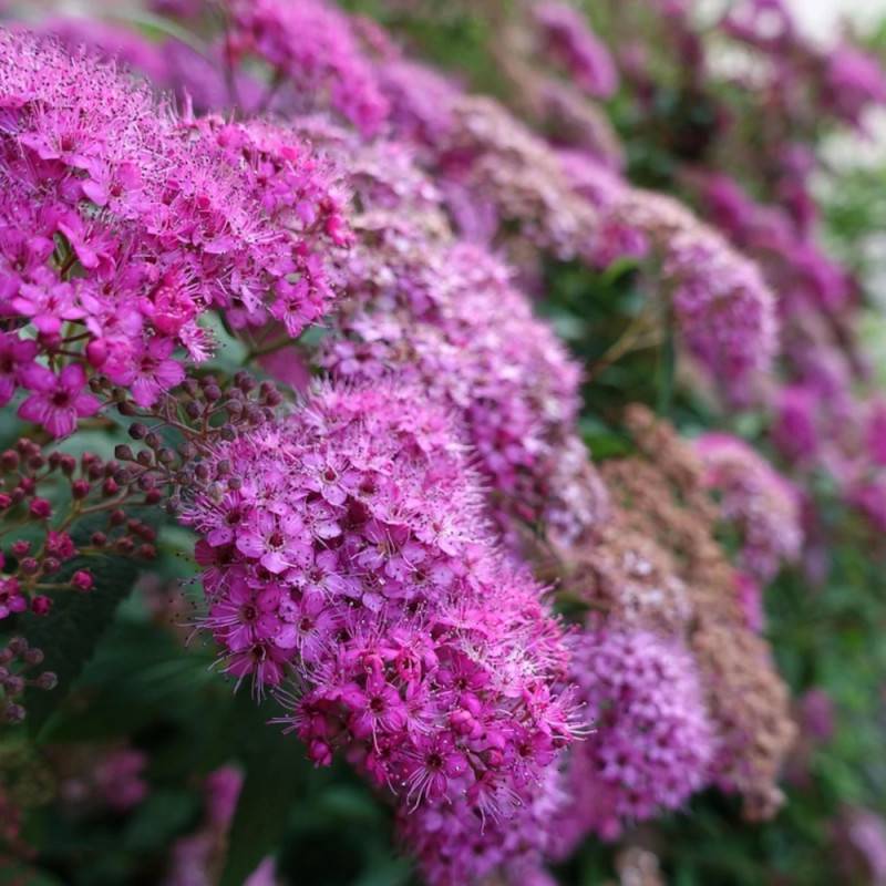 Spirée du Japon Anthony Waterer, Spiraea à fleurs Rose - feuillage Caduc - Pot de 3L - 20/40 cm-  hauteur à maturité De 0,50 m à 1,00 m - Image 7