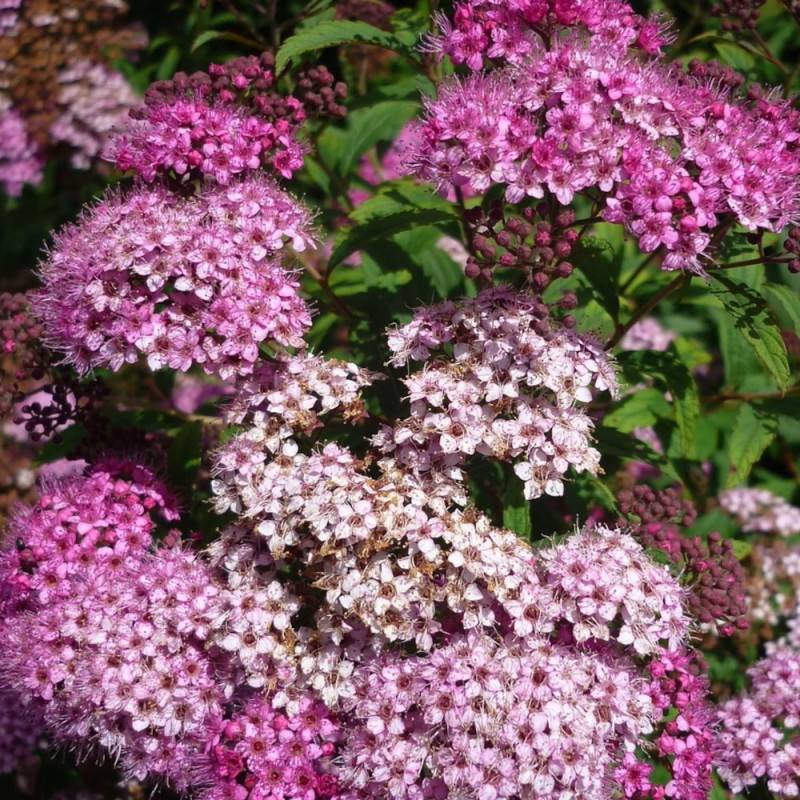 Spirée du Japon Anthony Waterer, Spiraea à fleurs Rose - feuillage Caduc - Pot de 3L - 20/40 cm-  hauteur à maturité De 0,50 m à 1,00 m - Image 5