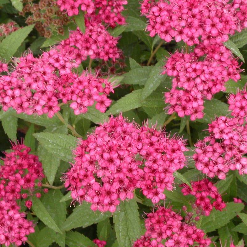 Spirée du Japon Anthony Waterer, Spiraea à fleurs Rose/ - feuillage Caduc - Pot de 3L - 20/40 cm - Image 2
