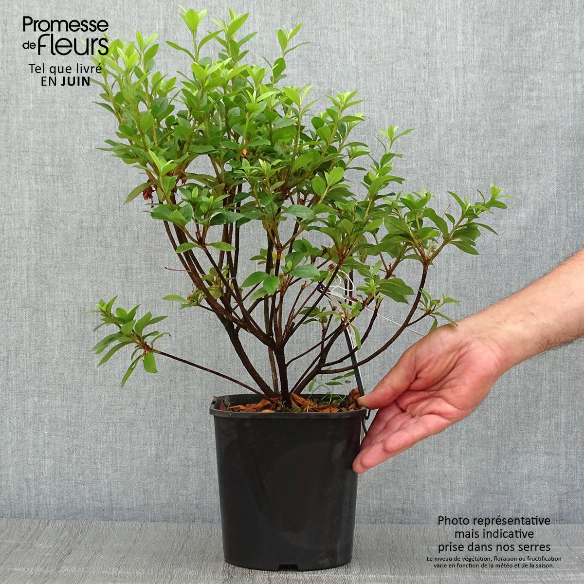 Promesse de Fleurs - Azalée japonaise - Azalea japonica Ben Morrisson  Pot de 2L/3L - Image 2