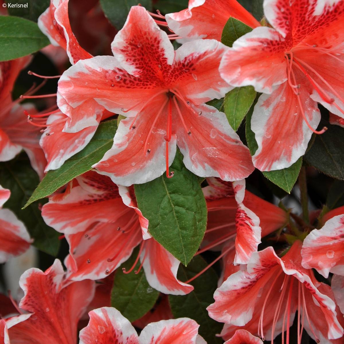 Promesse de Fleurs - Azalée japonaise - Azalea japonica Ben Morrisson  Pot de 2L/3L - Image 1