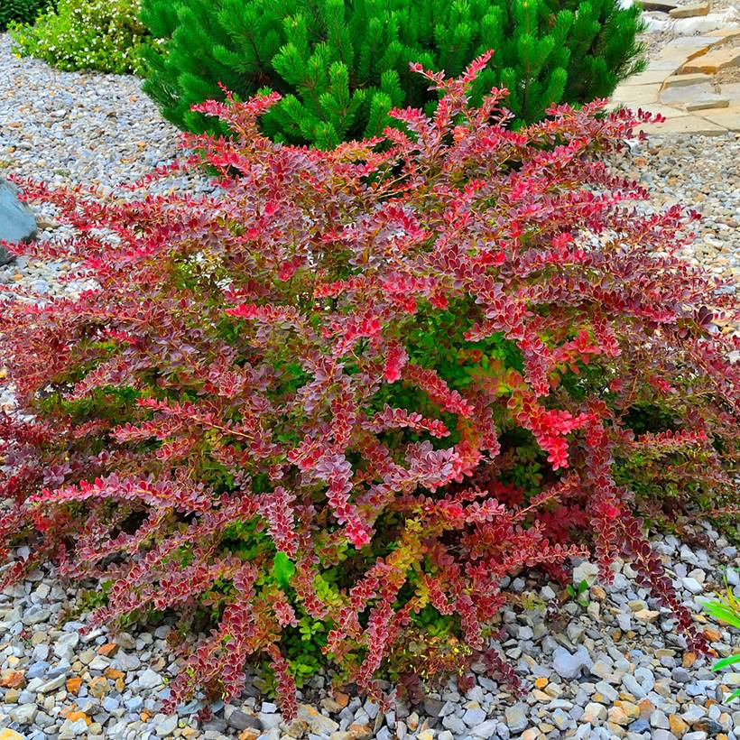 Berberis thunbergii Golden Ring - Epine-vinette Godet de 8/9 cm