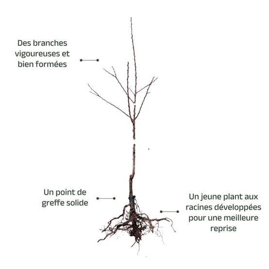 Abricotier 'Précoce de Saumur' (Prunus armeniaca 'Précoce de Saumur') - Scion de 100cm - Pépinières Naudet - Image 3