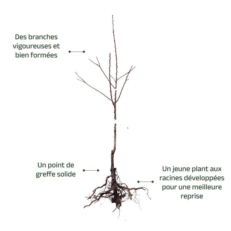Abricotier 'Précoce de Saumur' (Prunus armeniaca 'Précoce de Saumur') - Scion de 100cm - Pépinières Naudet - Image 3