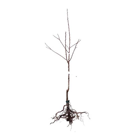 Abricotier 'Précoce de Saumur' (Prunus armeniaca 'Précoce de Saumur') - Scion de 100cm - Pépinières Naudet - Image 2