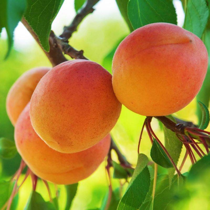 Abricotier 'Précoce de Saumur' (Prunus armeniaca 'Précoce de Saumur') - Scion de 100cm - Pépinières Naudet - Image 1