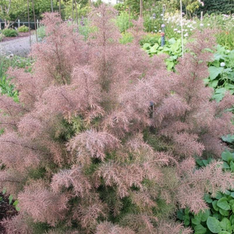Cèdre du Japon Elegans, Cryptomeria - Pot de 10L - 80/120 cm - Image 8