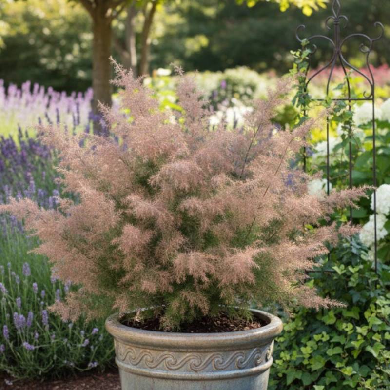 Cèdre du Japon Elegans, Cryptomeria - Pot de 10L - 80/120 cm - Image 6