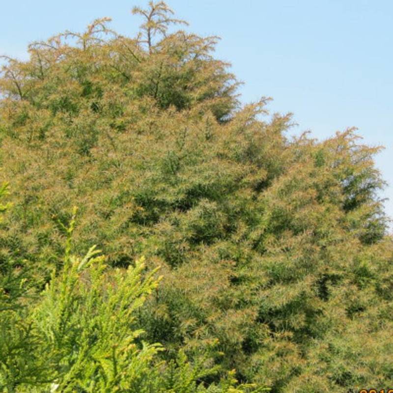 Cèdre du Japon Elegans, Cryptomeria - Pot de 10L - 80/120 cm - Image 1