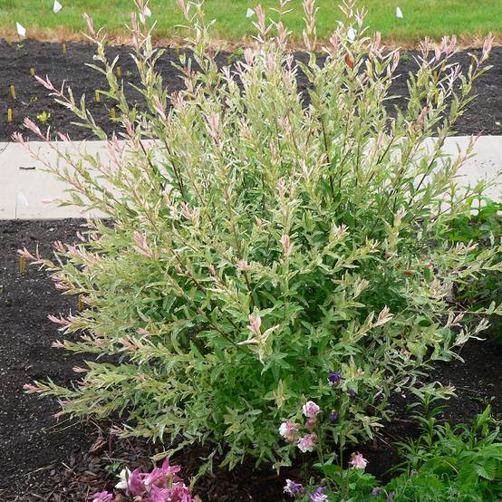Promesse de Fleurs - Saule crevette - Salix integra Flamingo Pot de 4L/5L, Greffé sur tige - Image 1