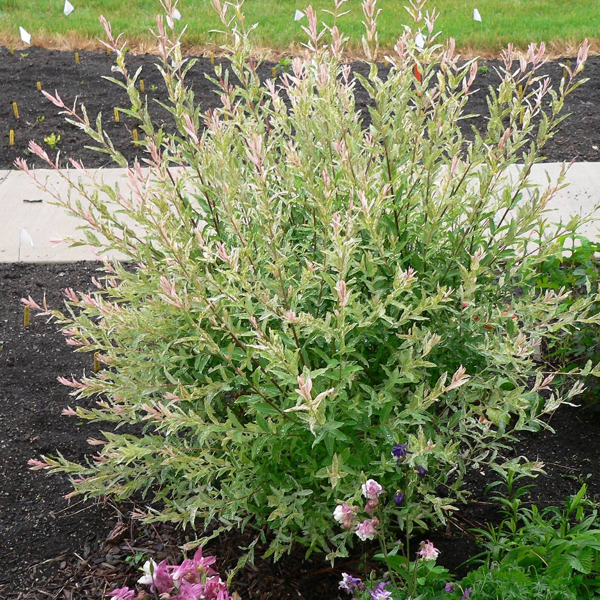 Promesse de Fleurs - Saule crevette - Salix integra Flamingo Pot de 4L/5L, Greffé sur tige - Image 1