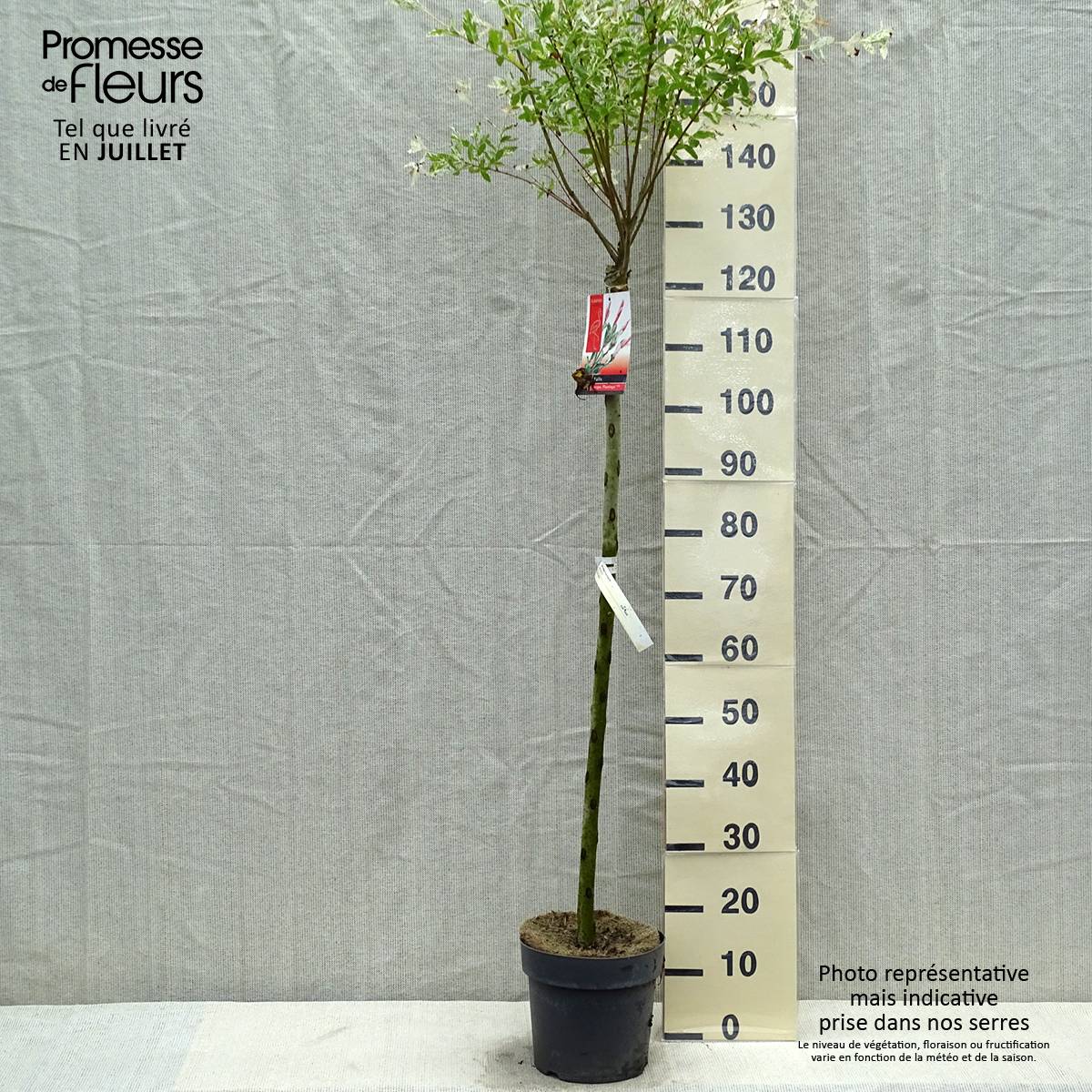 Promesse de Fleurs - Saule crevette - Salix integra Flamingo Pot de 4L/5L, Greffé sur tige - Image 2