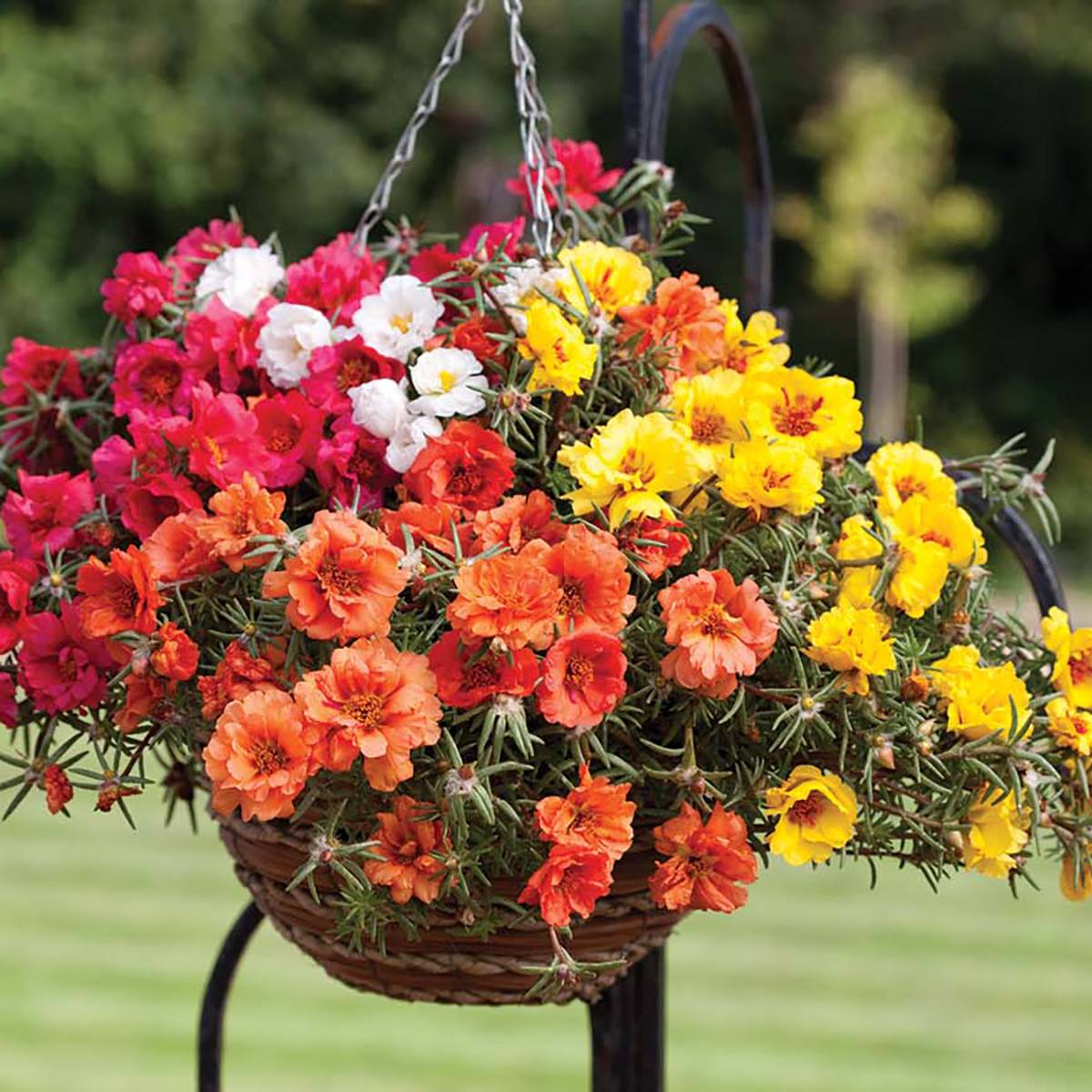 Graines de Pourpier retombant Lazy Daze Mix - Portulaca grandiflora  - Graines