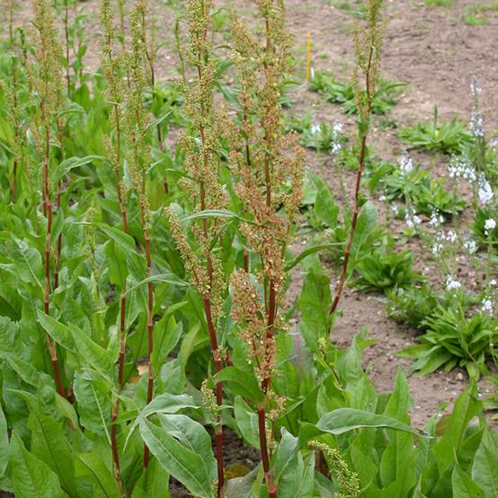 Promesse de Fleurs - Oseille commune verte BIO le sachet de 150 graines environ (0,5g)