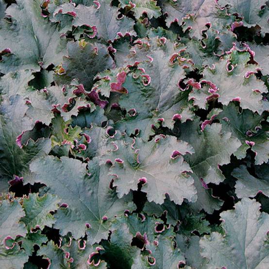 Promesse de Fleurs - Heuchère - Heuchera Purple Petticoats Godet de 8/9 cm