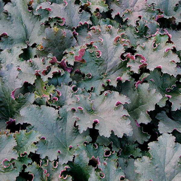 Promesse de Fleurs - Heuchère - Heuchera Purple Petticoats Godet de 8/9 cm