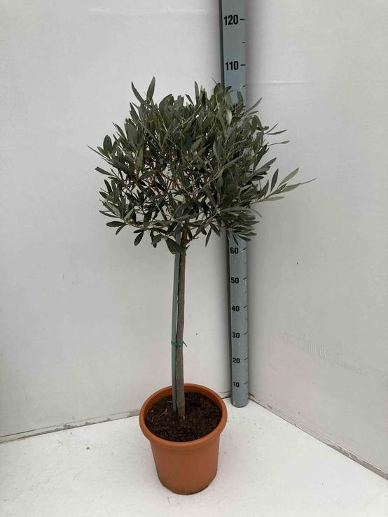 Sans Marque - Oléa europaea (Oliviers) Couleur floraison:Blanc - Taille:Pot de 3 litres - 80/100 cm - Image 2