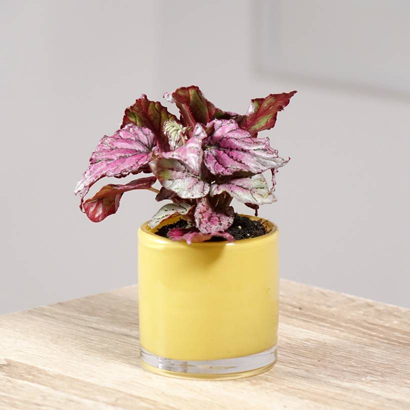 Begonia Rex Hugh McLauchlan Mini-plante
