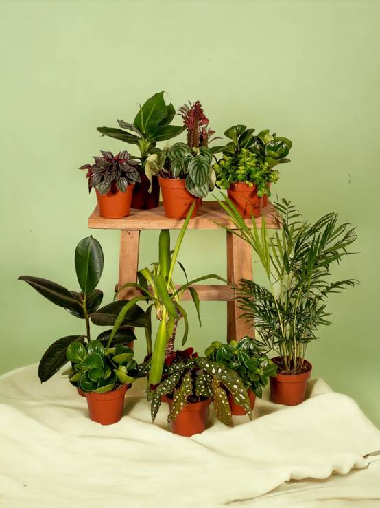 Box - 10 plantes d'intérieur dépolluantes 30cm - Plante d'intérieur- La Green Touch - Image 3