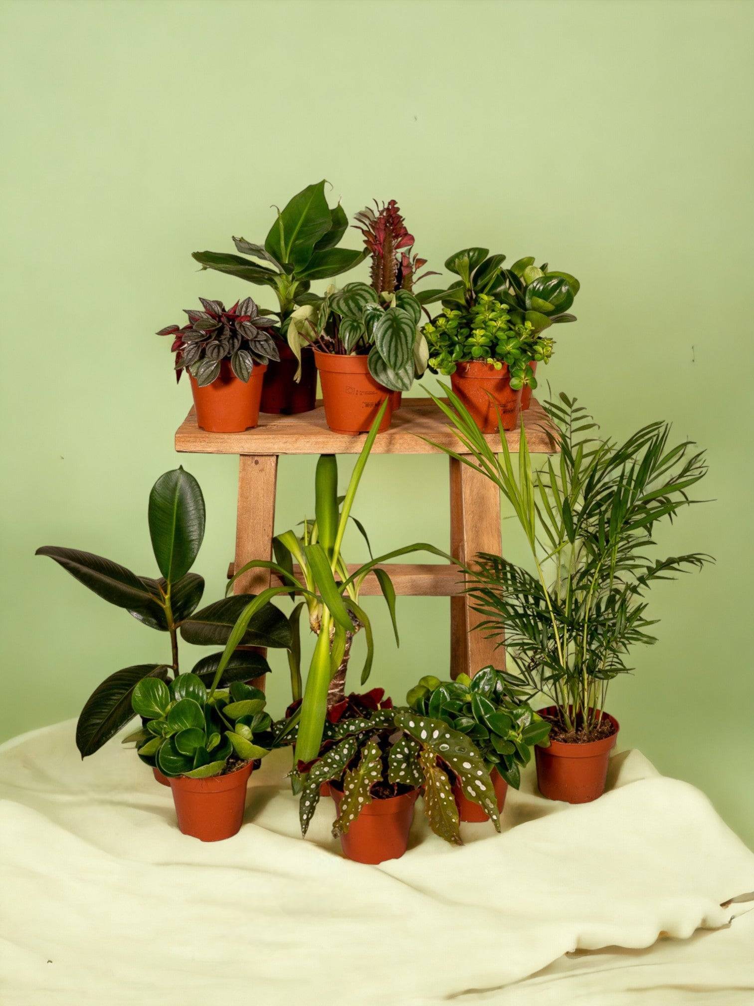 Box - 10 plantes d'intérieur dépolluantes 30cm - Plante d'intérieur- La Green Touch - Image 3