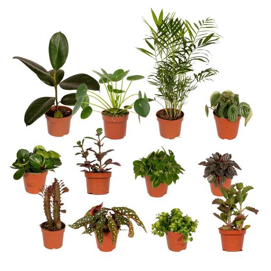 Box - 10 plantes d'intérieur dépolluantes 30cm - Plante d'intérieur- La Green Touch - Image 1