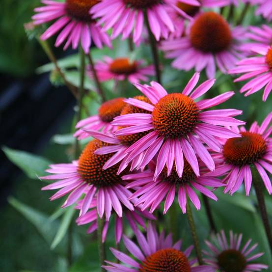 Echinacea purpurea Pica Bella - Echinacée Godet de 8/9 cm