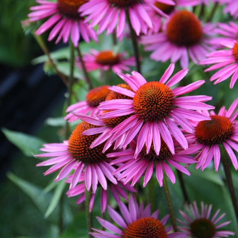 Echinacea purpurea Pica Bella - Echinacée Godet de 8/9 cm