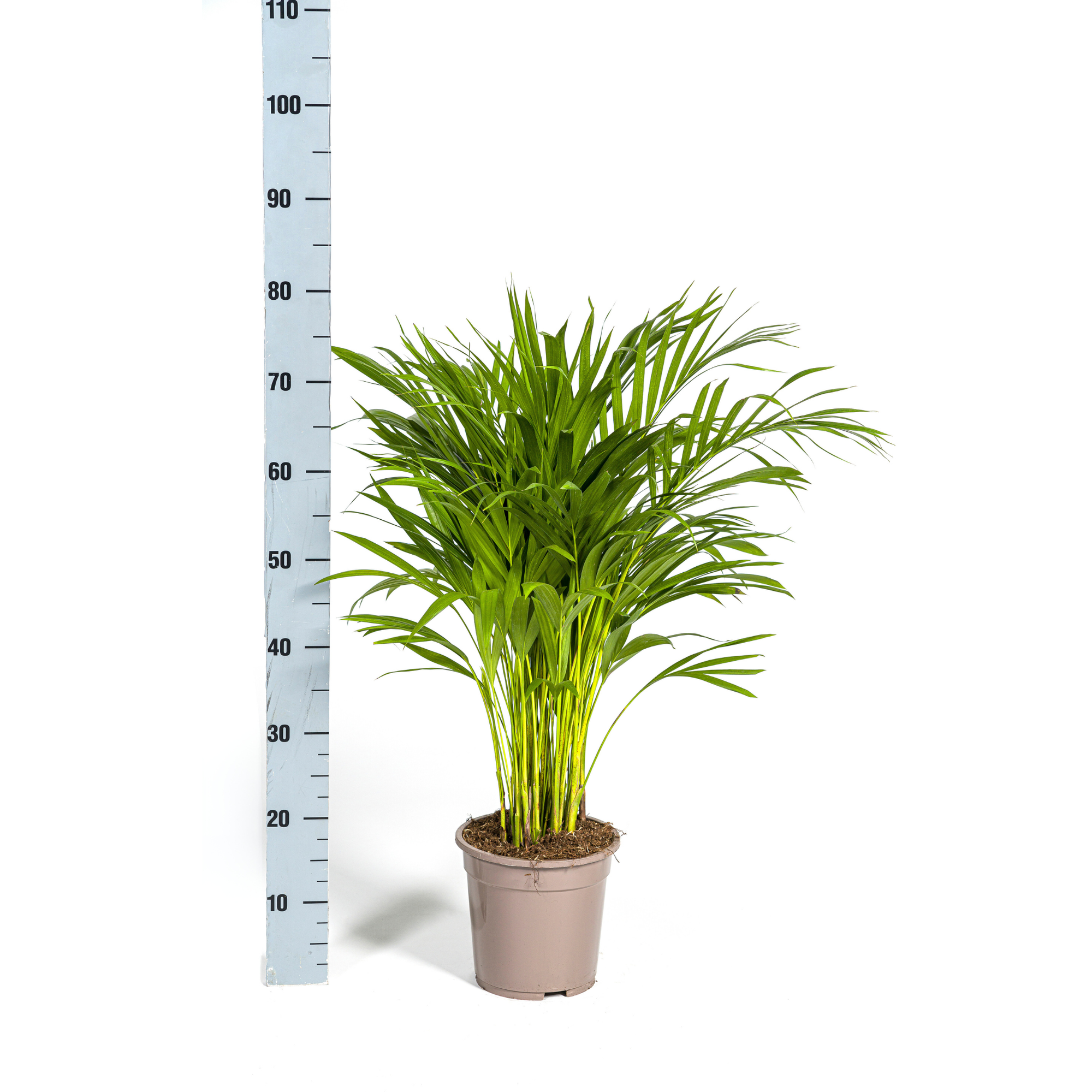 La Green Touch - Dypsis Areca Lutescens - D27 H150cm - Image 3