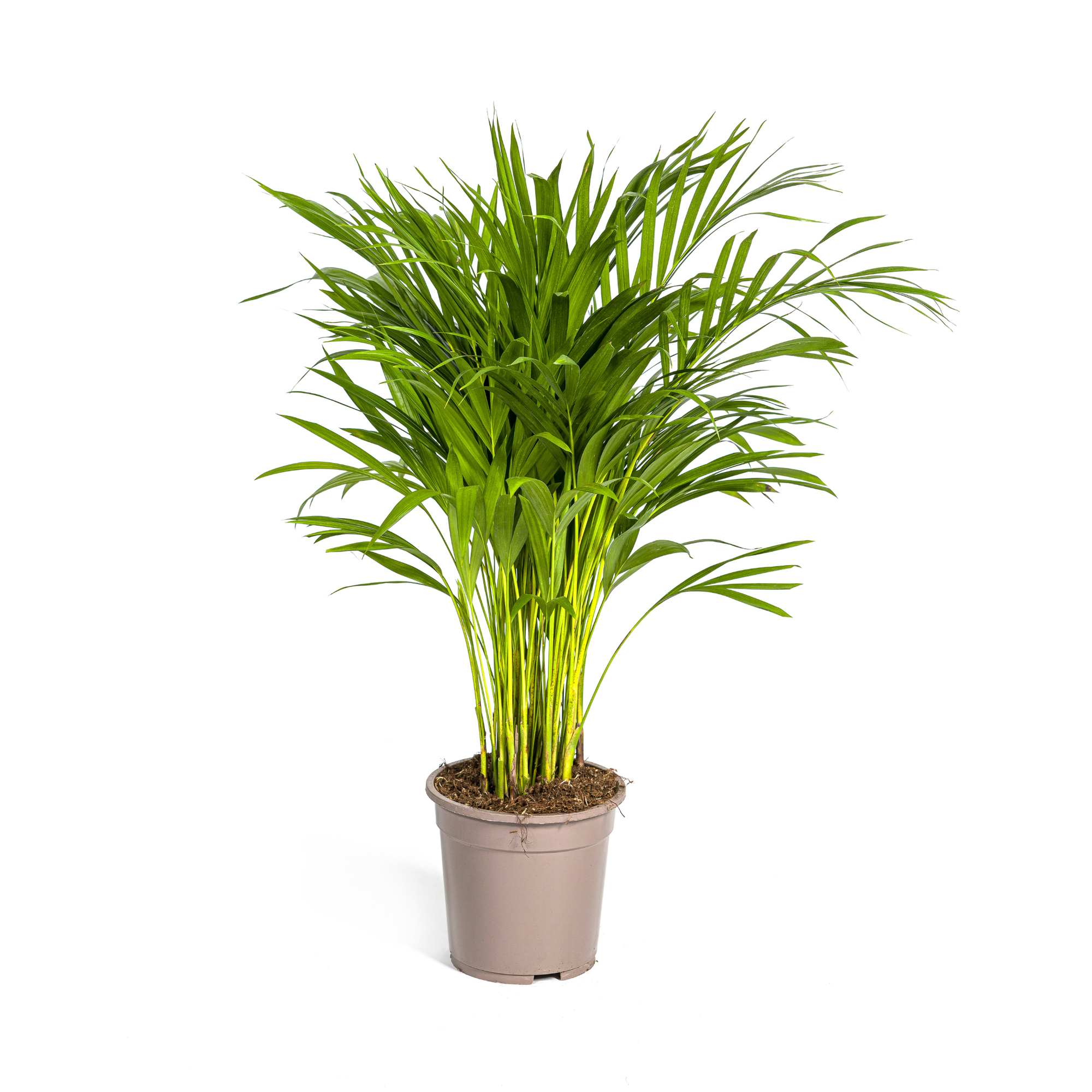 La Green Touch - Dypsis Areca Lutescens - D27 H150cm - Image 4