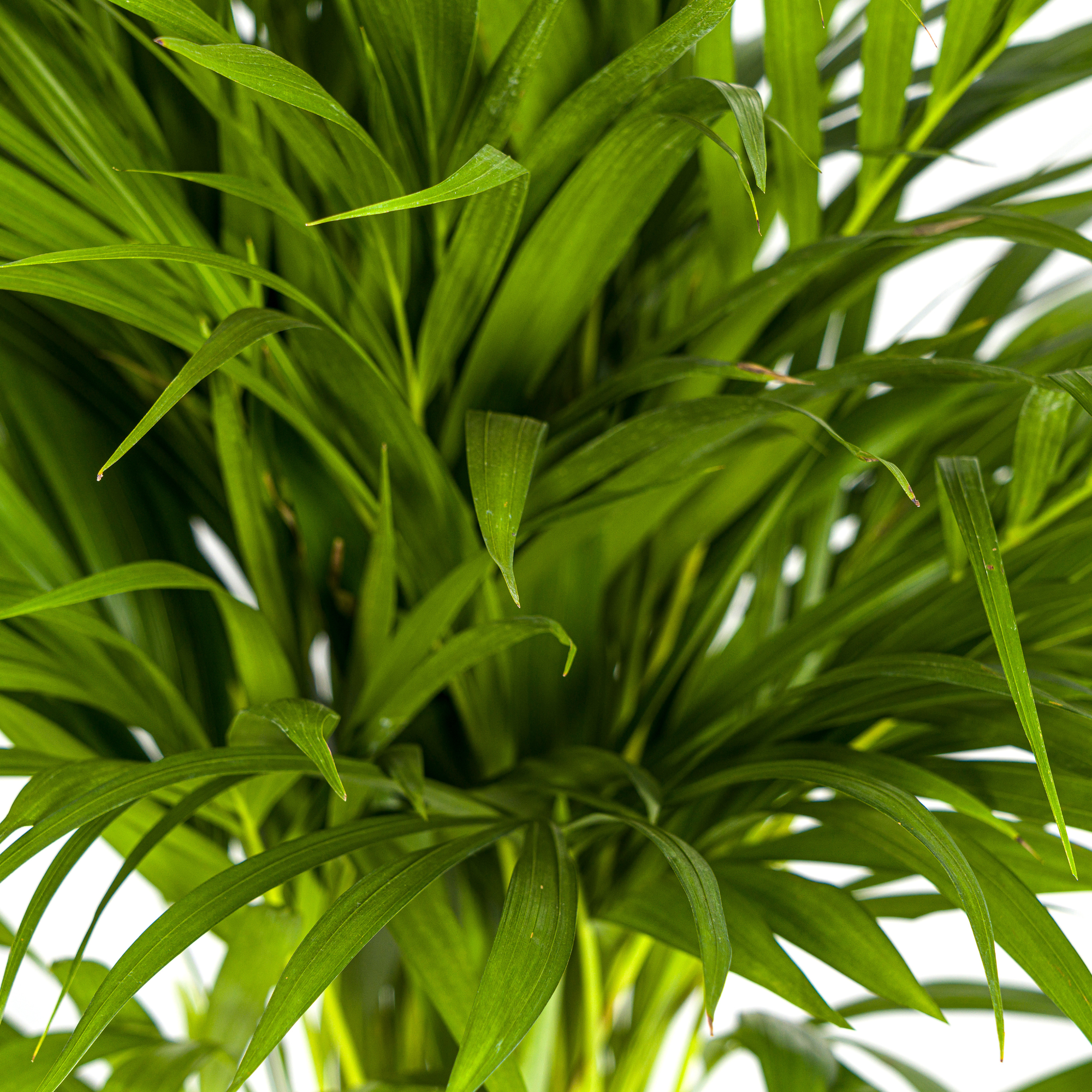 La Green Touch - Dypsis Areca Lutescens - D27 H150cm - Image 2