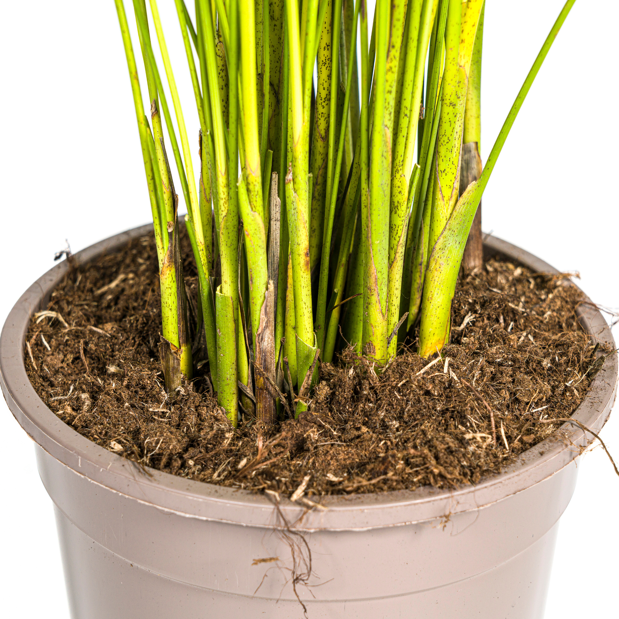 La Green Touch - Dypsis Areca Lutescens - D27 H150cm - Image 6
