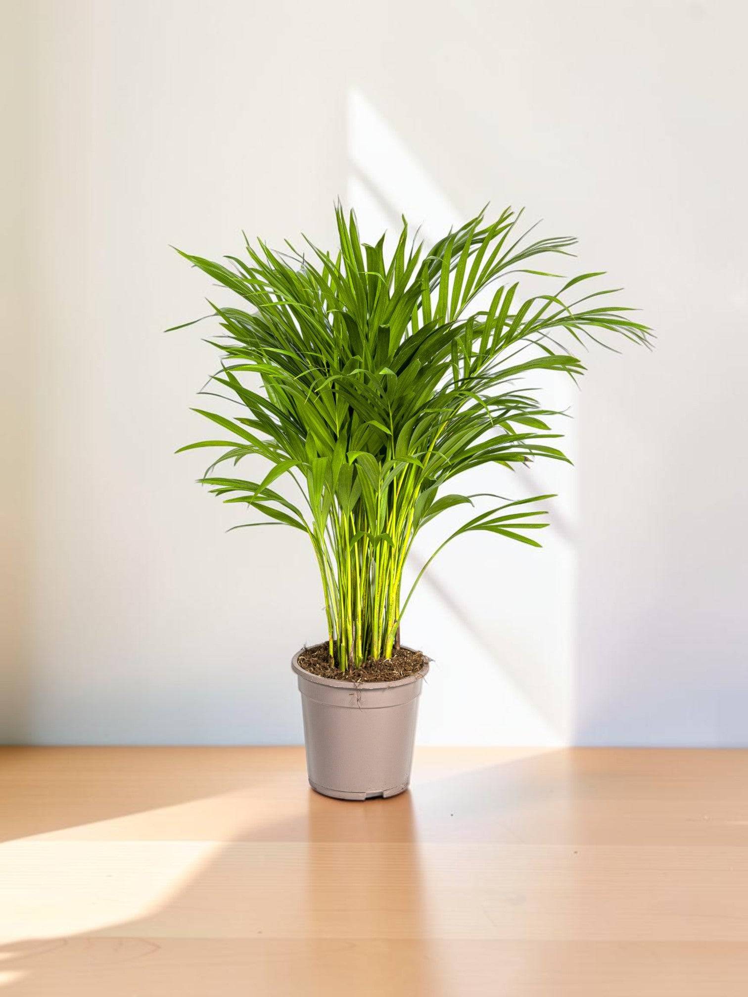 La Green Touch - Dypsis Areca Lutescens - D27 H150cm - Image 1