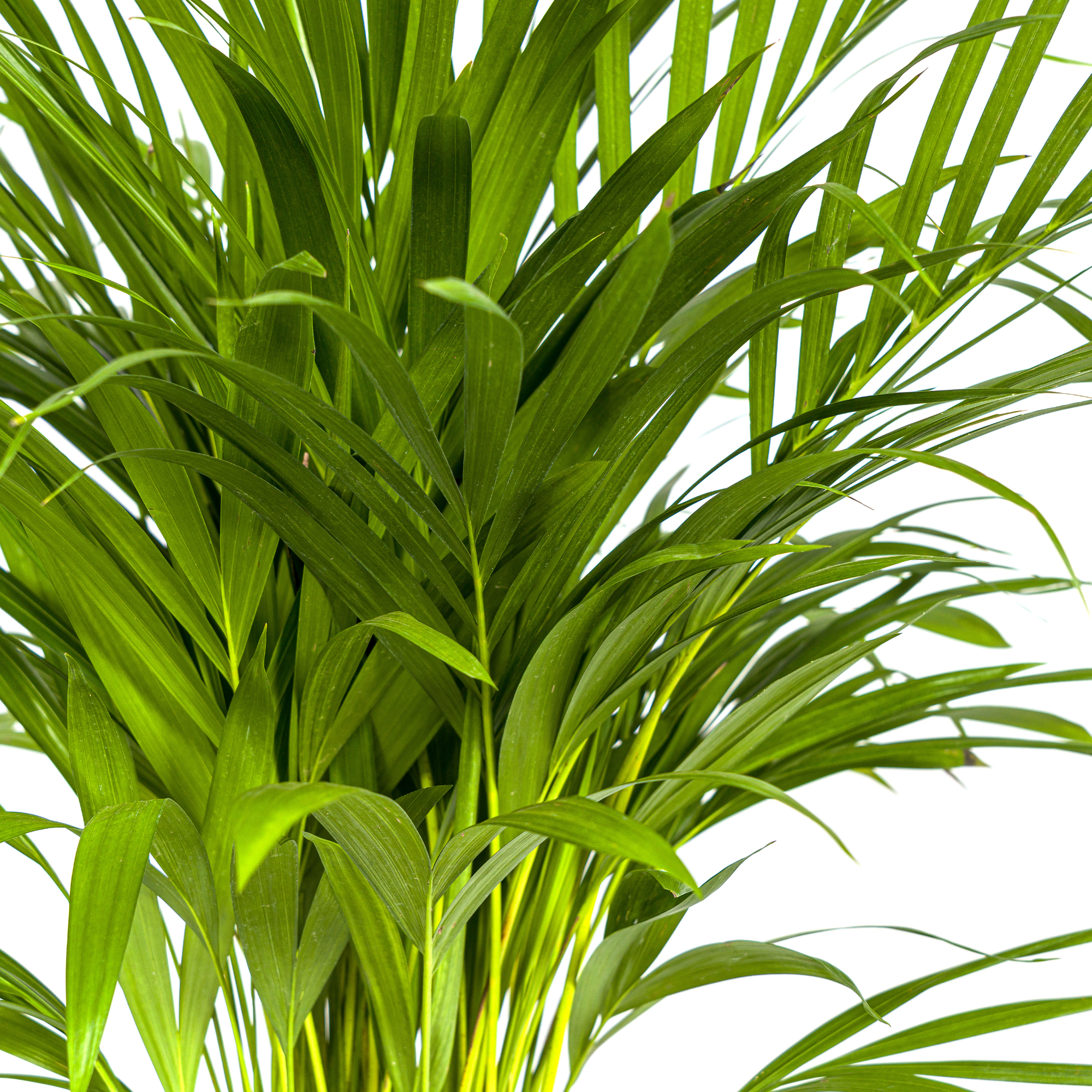 La Green Touch - Dypsis Areca Lutescens - D27 H150cm - Image 5
