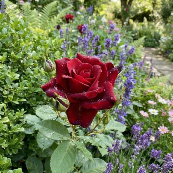 Rosier à grandes fleurs Château D´Amboise® 'Delrouvel' à fleurs Rouge/ - feuillage Caduc - Pot de 10 L - 1/2 tige - Image 2