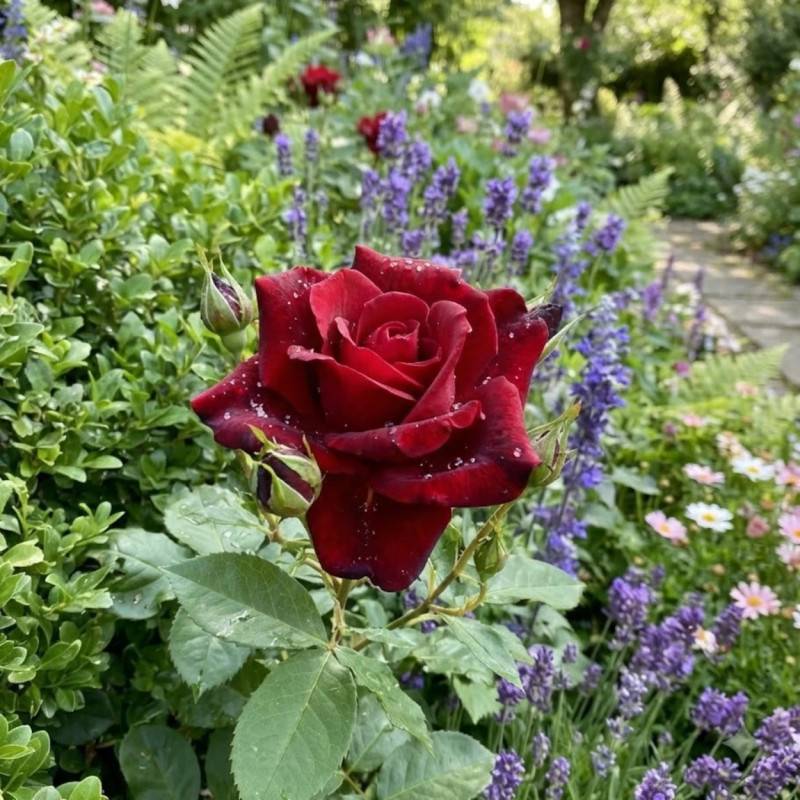 Rosier à grandes fleurs Château D´Amboise® 'Delrouvel' à fleurs Rouge/ - feuillage Caduc - Pot de 10 L - 1/2 tige - Image 2
